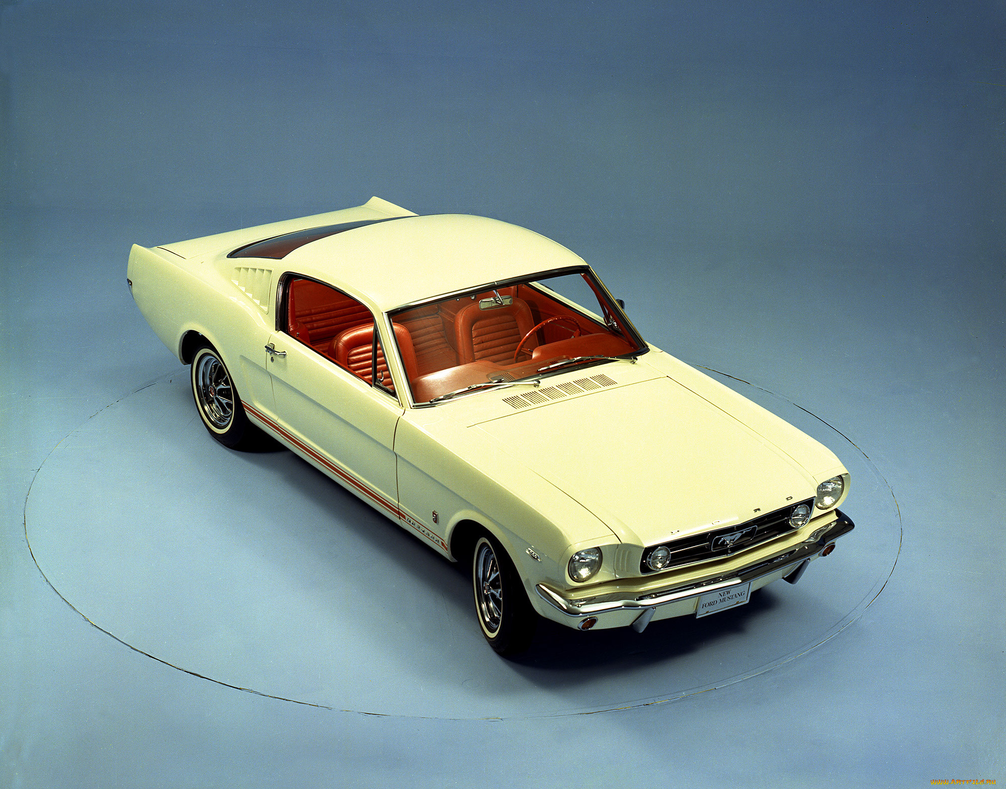 , mustang